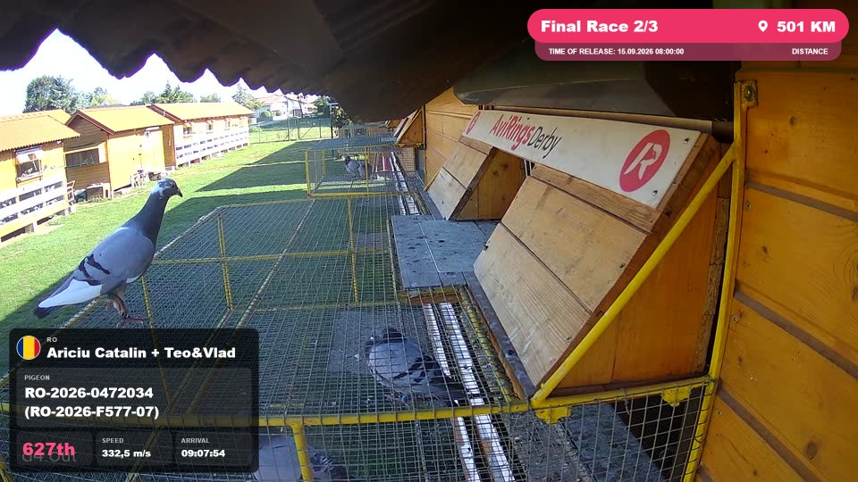Pigeon Arrival Image For Race Final Race 2/3