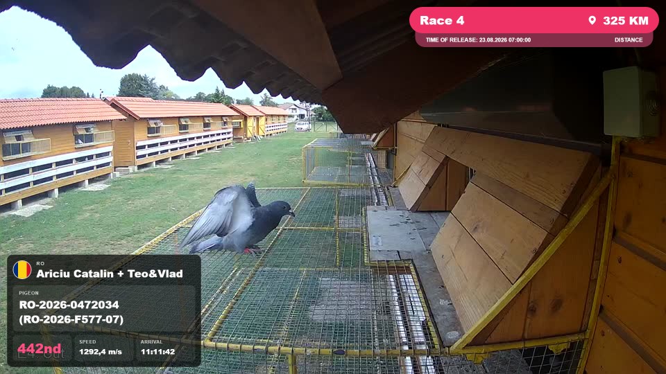 Pigeon Arrival Image For Race Race 4