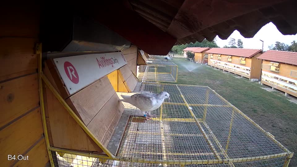 Pigeon Arrival Image For Race Race 3