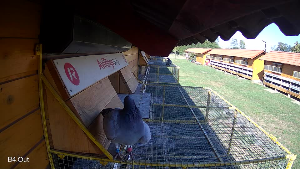 Pigeon Arrival Image For Race Final Race 1/3