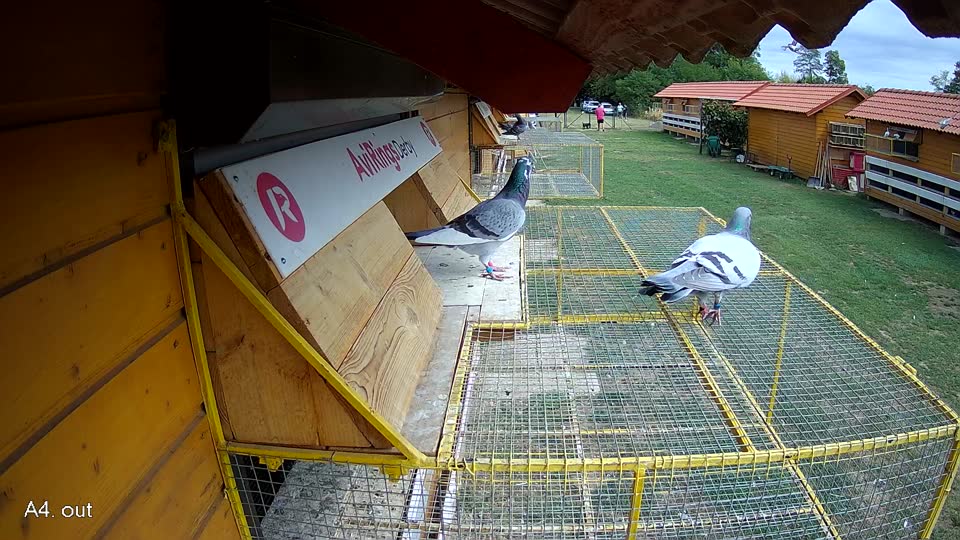 Pigeon Arrival Image For Race Race 4