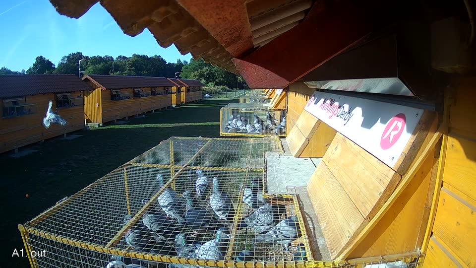 Pigeon Arrival Image For Race Race 5