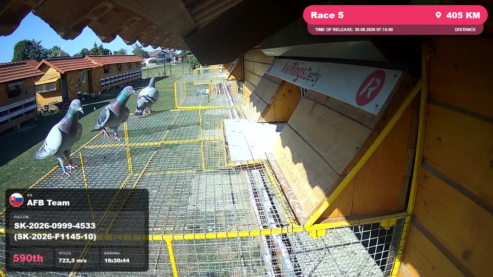 Pigeon Arrival Image For Race Race 5