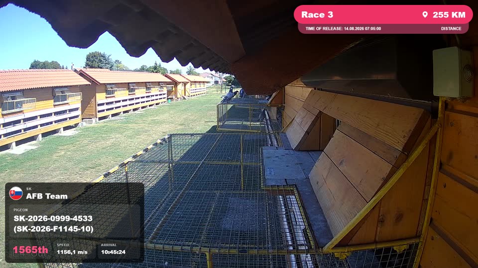 Pigeon Arrival Image For Race Race 3