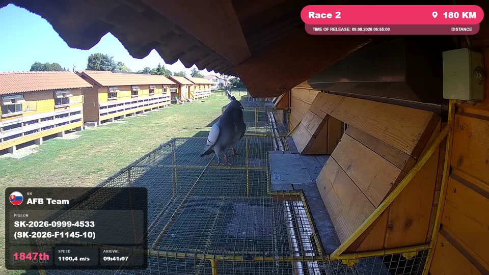 Pigeon Arrival Image For Race Race 2