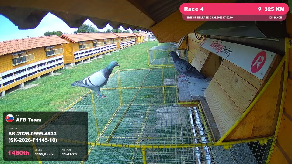 Pigeon Arrival Image For Race Race 4