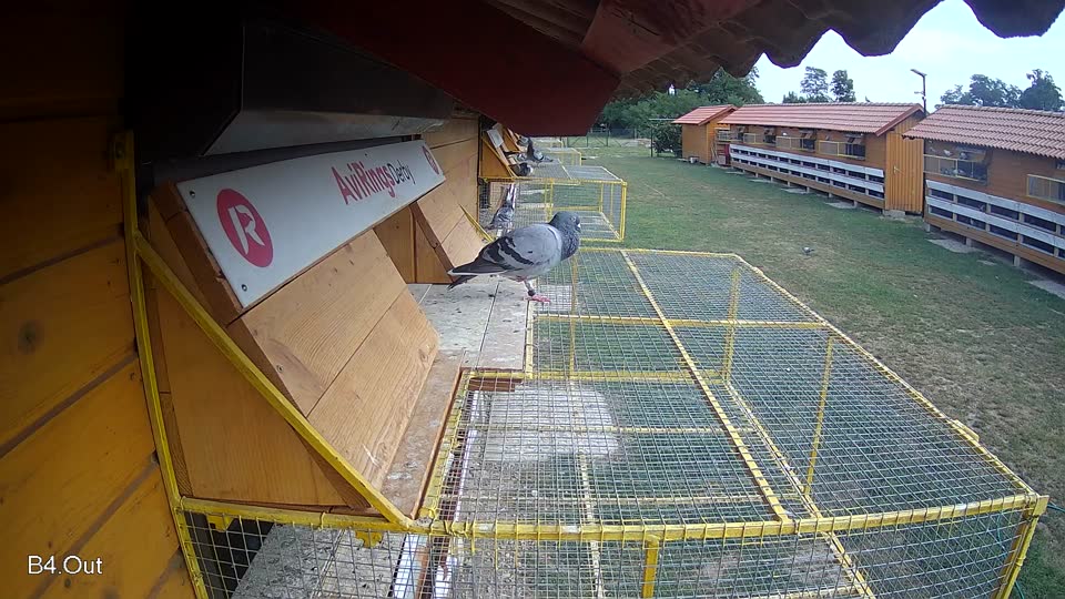 Pigeon Arrival Image For Race Race 4