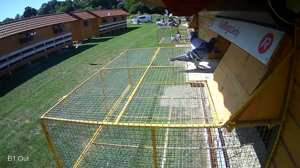 Pigeon Arrival Image For Race Race 2