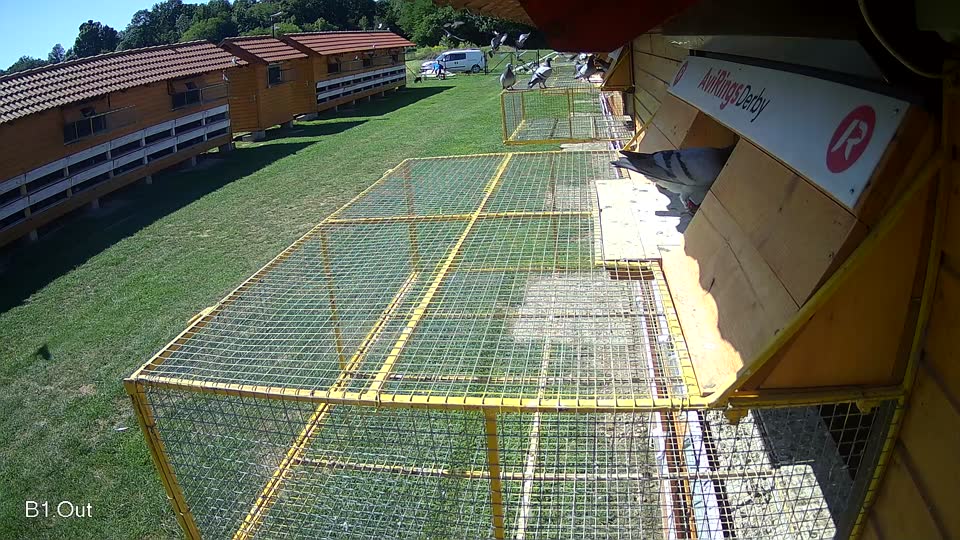 Pigeon Arrival Image For Race Race 2
