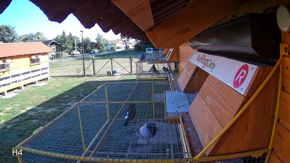 Pigeon Arrival Image For Race Race 5