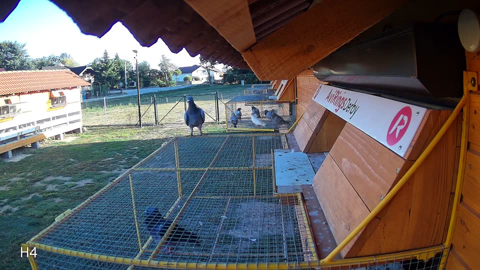 Pigeon Arrival Image For Race Final Race 1/3