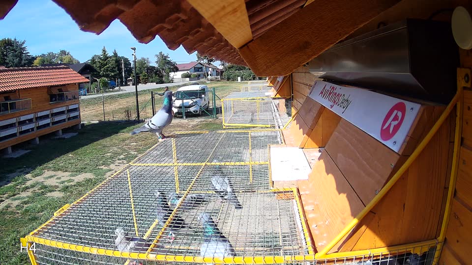 Pigeon Arrival Image For Race Race 2