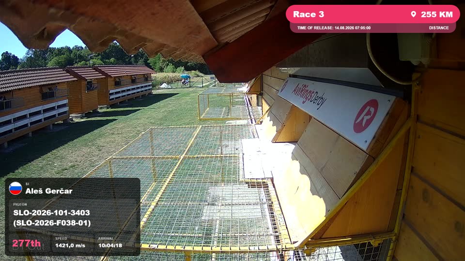 Pigeon Arrival Image For Race Race 3