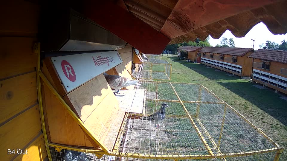 Pigeon Arrival Image For Race Race 1