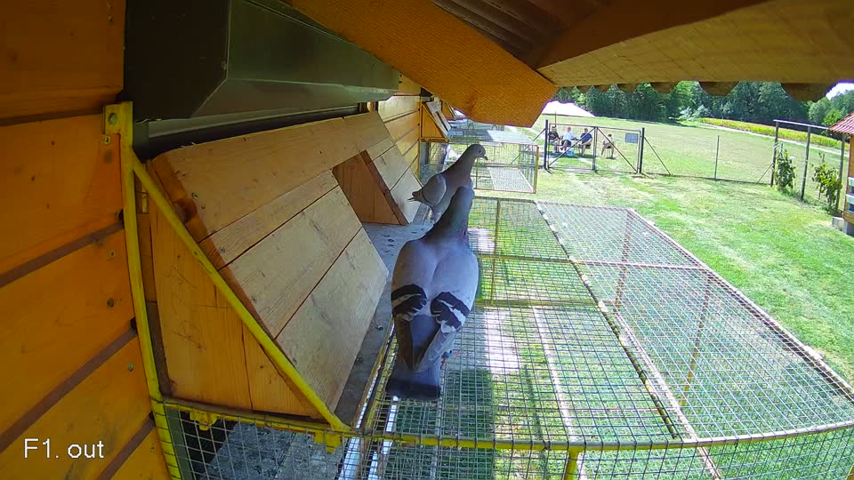 Pigeon Arrival Image For Race Race 5