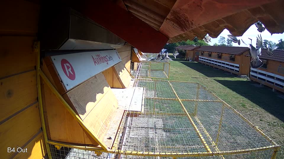 Pigeon Arrival Image For Race Race 2