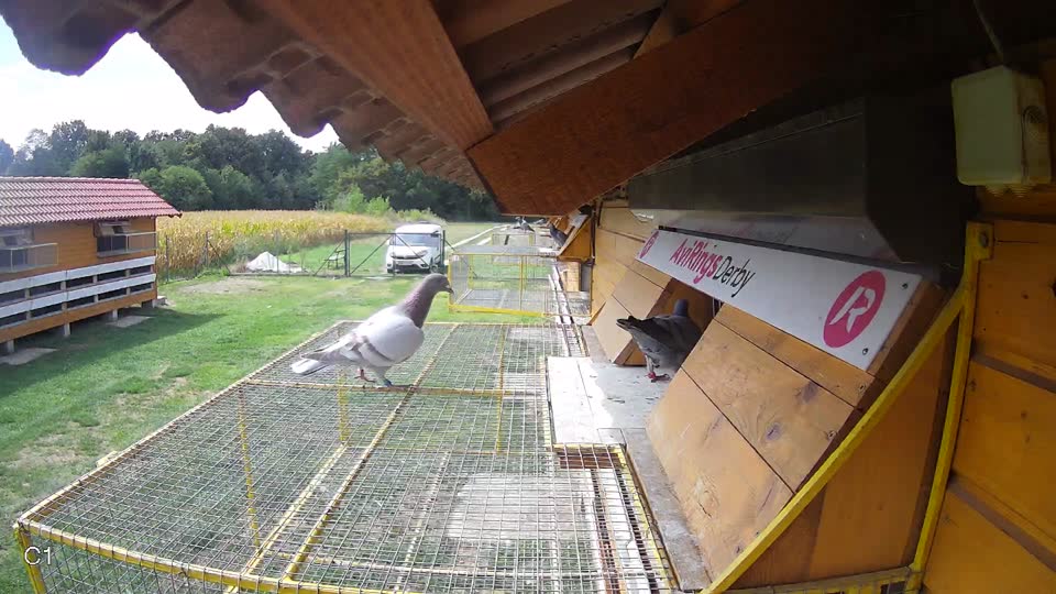 Pigeon Arrival Image For Race Race 4