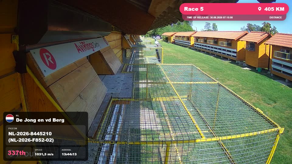 Pigeon Arrival Image For Race Race 5