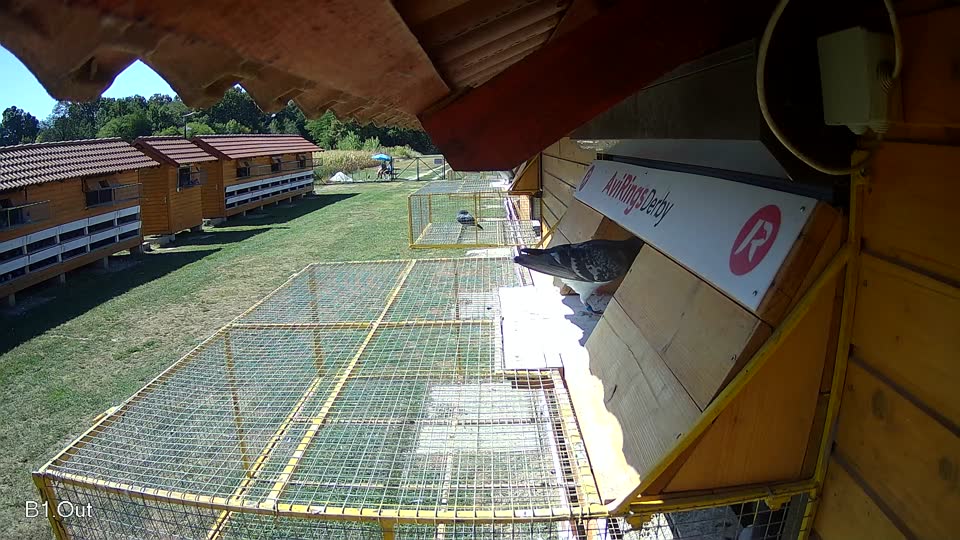 Pigeon Arrival Image For Race Race 3