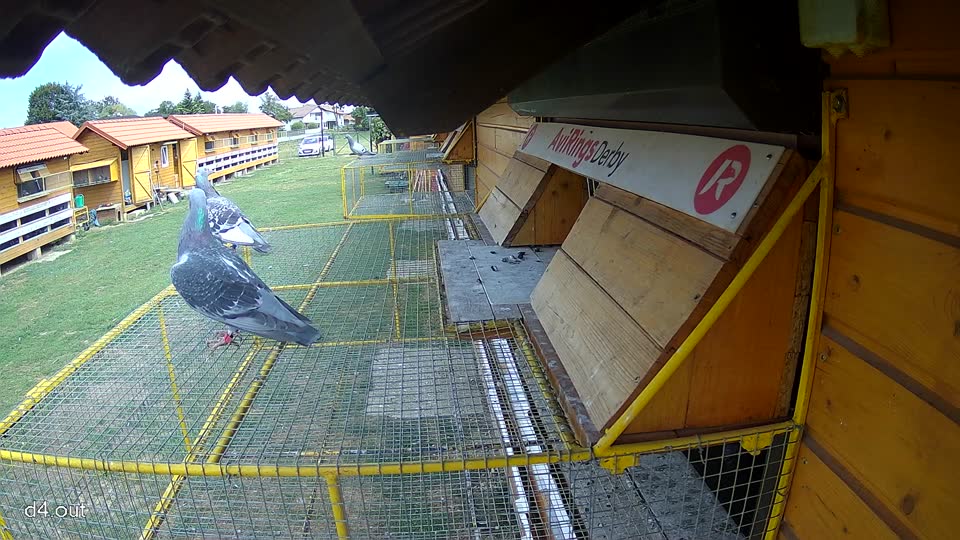 Pigeon Arrival Image For Race Race 4