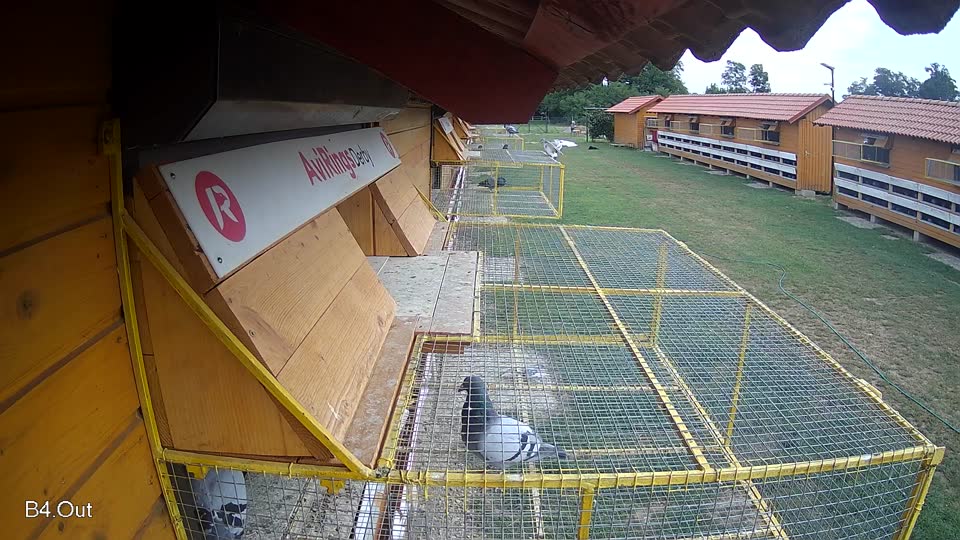 Pigeon Arrival Image For Race Race 3