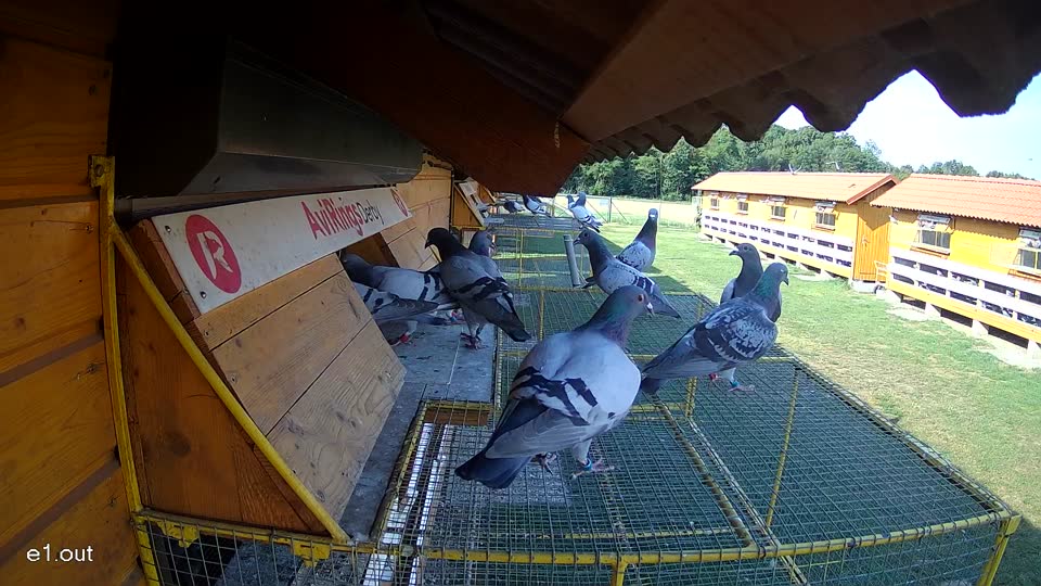 Pigeon Arrival Image For Race Race 1
