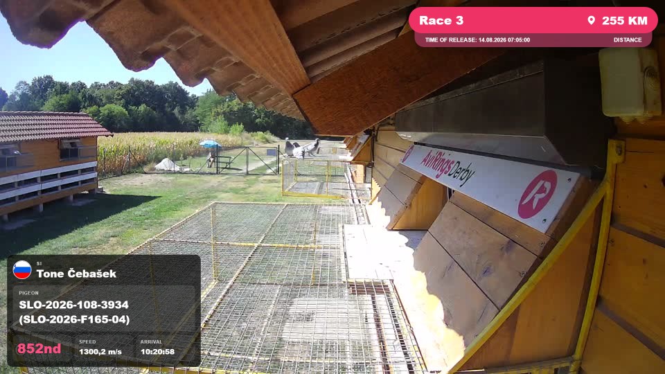 Pigeon Arrival Image For Race Race 3