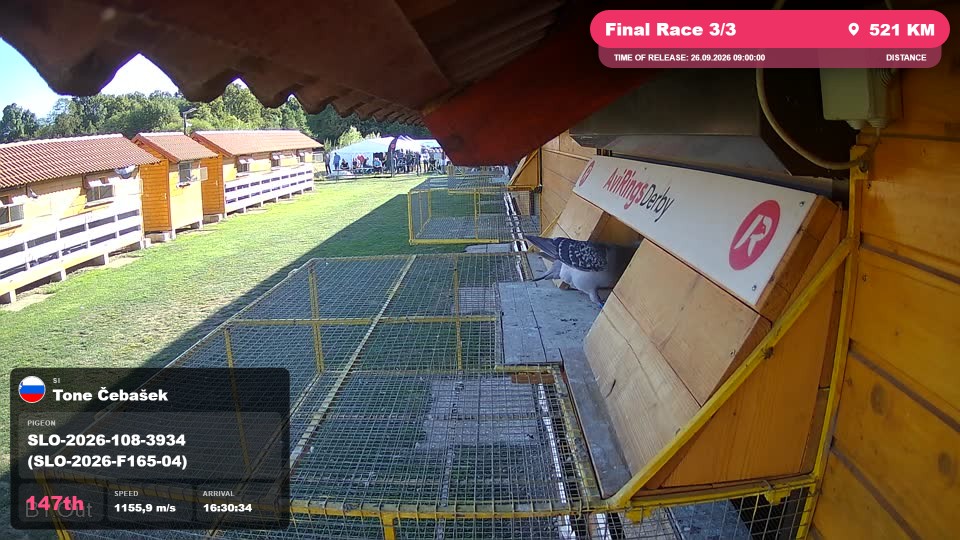 Pigeon Arrival Image For Race Final Race 3/3