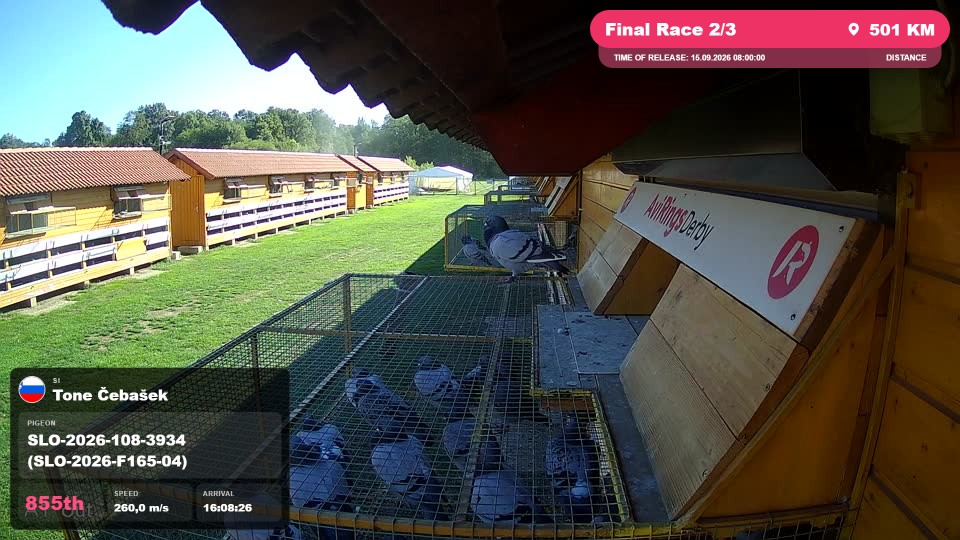Pigeon Arrival Image For Race Final Race 2/3