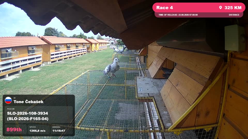 Pigeon Arrival Image For Race Race 4