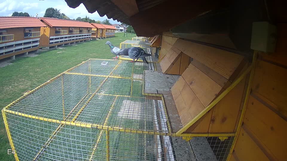 Pigeon Arrival Image For Race Race 6