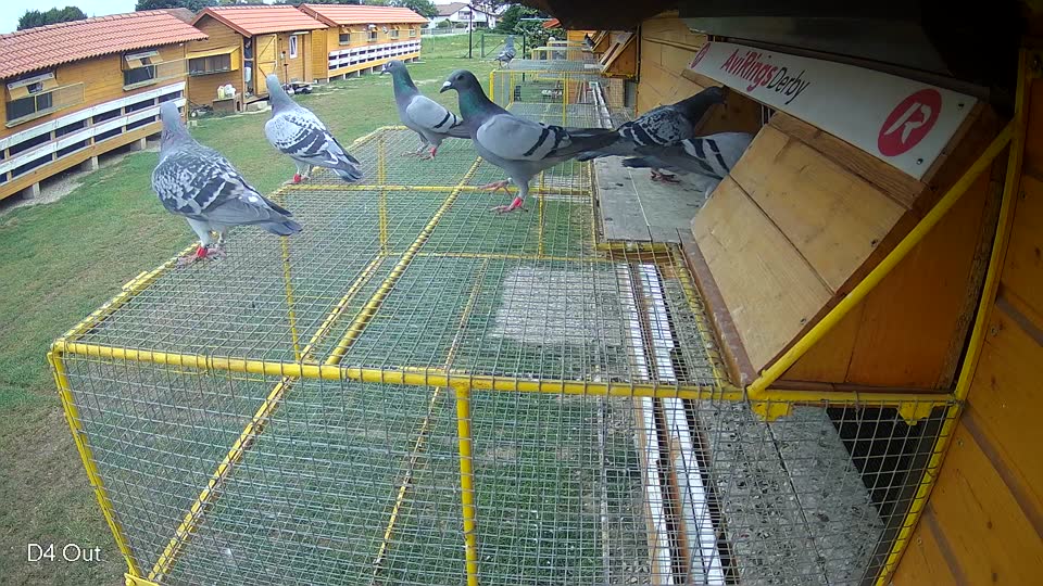Pigeon Arrival Image For Race Race 3