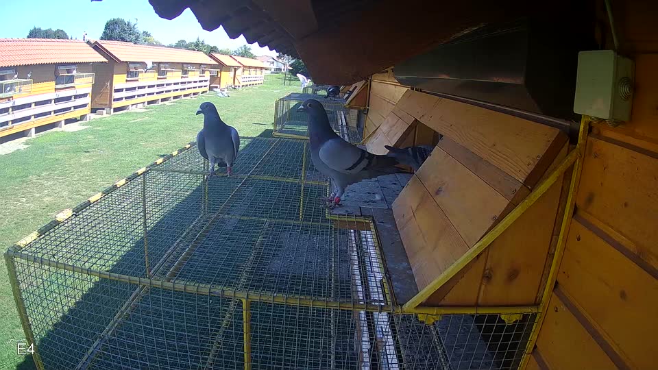 Pigeon Arrival Image For Race Race 2