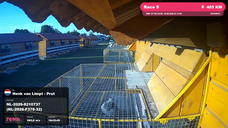 Pigeon Arrival Image For Race Race 5
