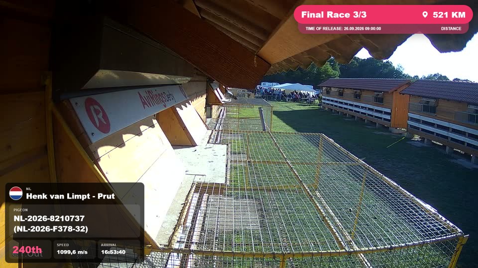 Pigeon Arrival Image For Race Final Race 3/3
