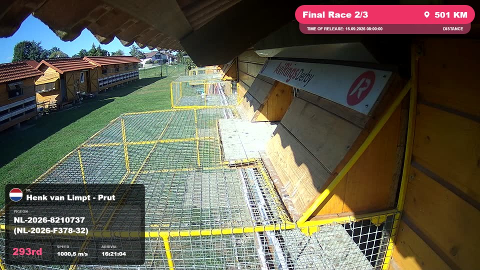 Pigeon Arrival Image For Race Final Race 2/3
