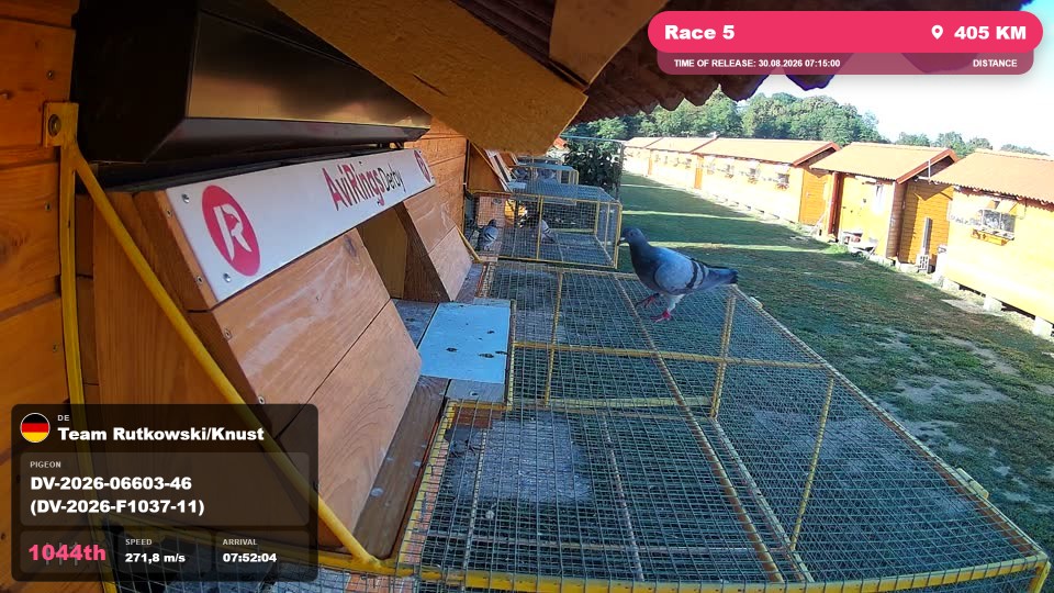 Pigeon Arrival Image For Race Race 5