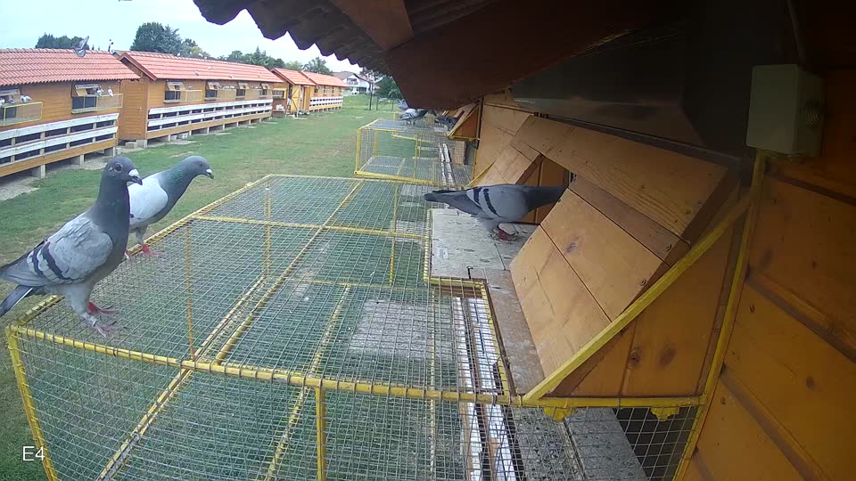 Pigeon Arrival Image For Race Race 3