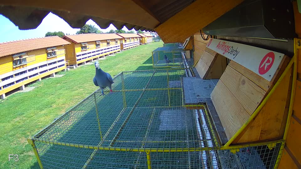 Pigeon Arrival Image For Race Race 1