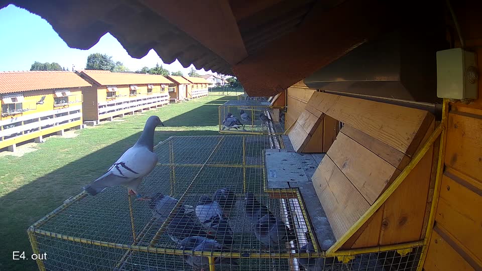 Pigeon Arrival Image For Race Final Race 1/3