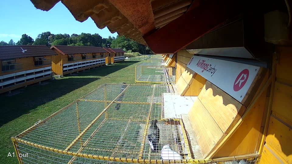Pigeon Arrival Image For Race Race 2
