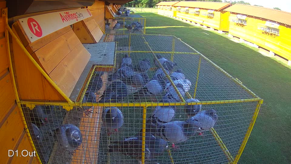 Pigeon Arrival Image For Race Race 4