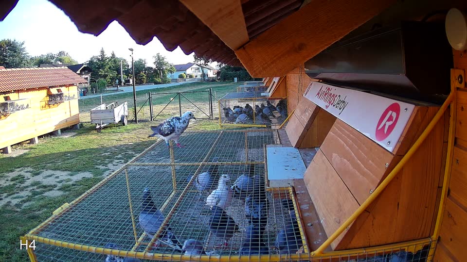 Pigeon Arrival Image For Race Race 1