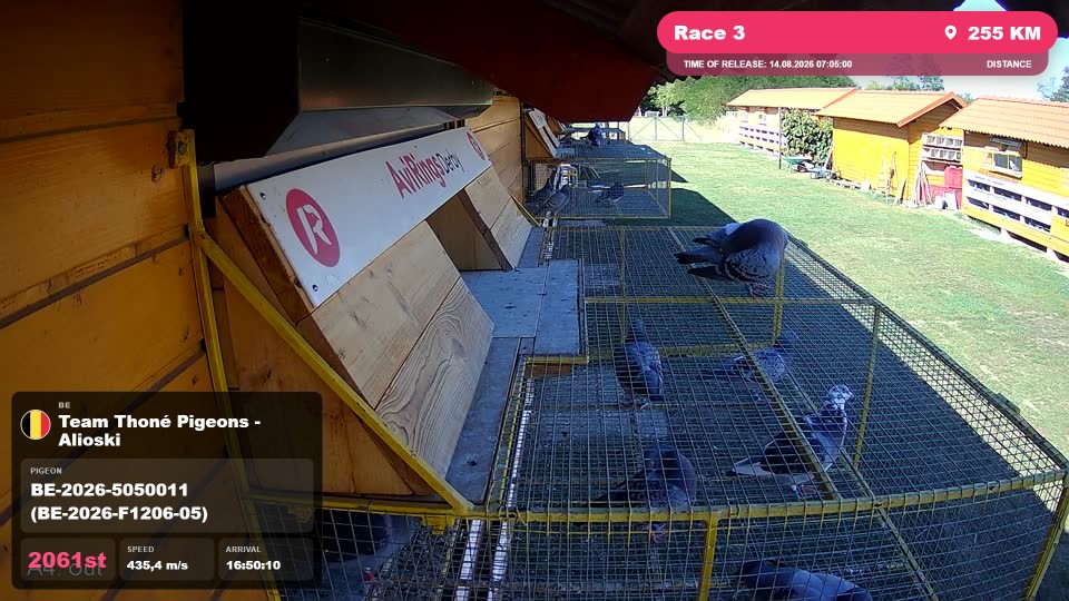Pigeon Arrival Image For Race Race 3