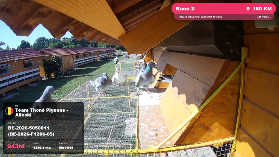 Pigeon Arrival Image For Race Race 2