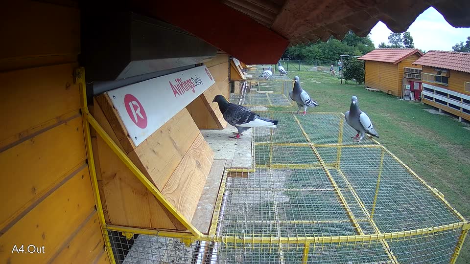 Pigeon Arrival Image For Race Race 3