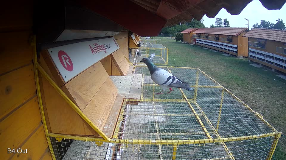 Pigeon Arrival Image For Race Race 4
