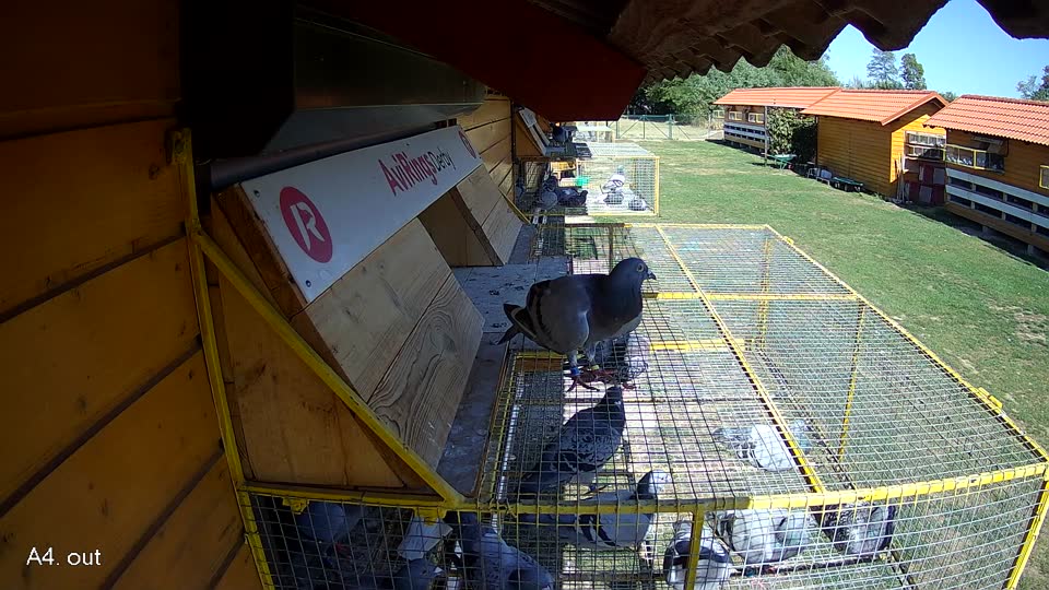 Pigeon Arrival Image For Race Final Race 1/3