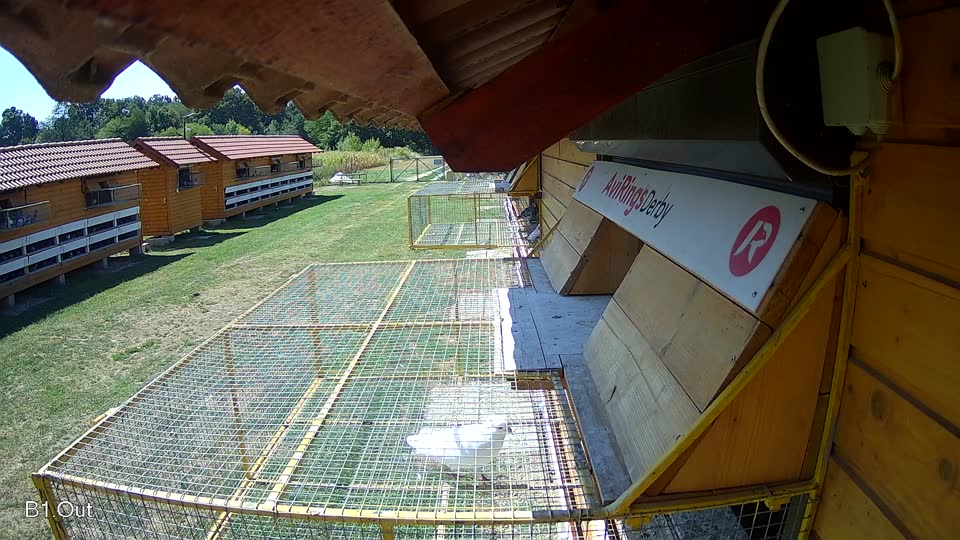 Pigeon Arrival Image For Race Race 2