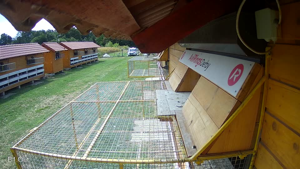 Pigeon Arrival Image For Race Race 4